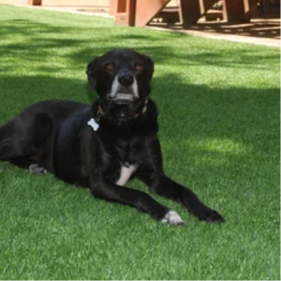Black dog resting on a pet-friendly Metro New York artificial turf backyard lawn