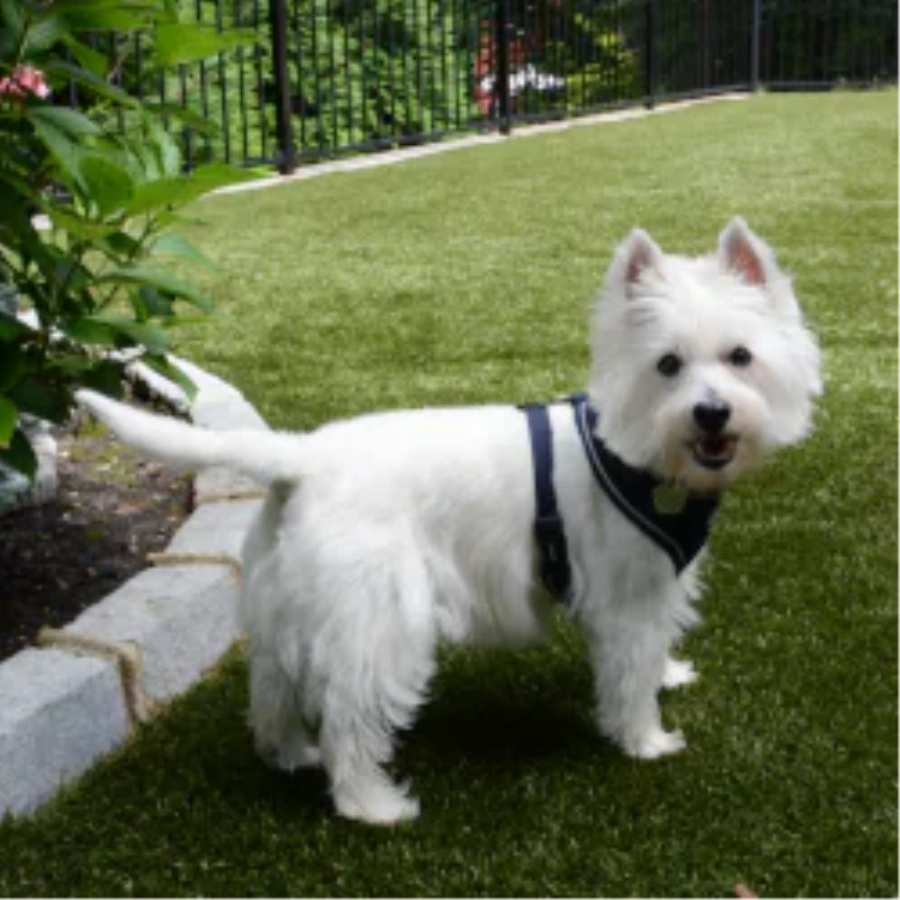 Pet Turf for Apartment Complexes and Dog Parks in Metro New York