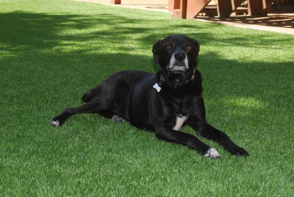 Black dog resting on a pet-friendly Metro New York artificial turf backyard lawn